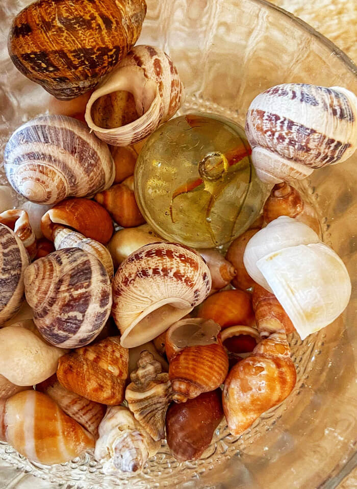 Muscheln in einer Schale liegend.